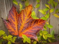 Fall Colors 이미지 (520659497) - 게티이미지뱅크 Fall Colors