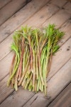 Willow herb shoot tips 이미지 (518199741) - 게티이미지뱅크 Willow herb shoot tips