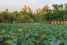 Lotus park 이미지 (523360097) - 게티이미지뱅크 Lotus park