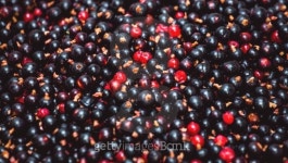 Currant 이미지 (505049111) - 게티이미지뱅크 Currant