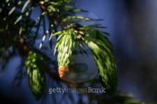 Budding Branch of a Pine Tree 이미지 (498683135) - 게티이미지뱅크 Budding Branch of a Pine Tree