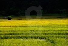 Rice field 이미지 (497584455) - 게티이미지뱅크 Rice field