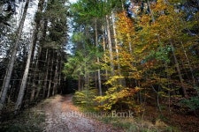 Sunny autumnal forest vs. ill and acidic forest 이미지 (523558783) - 게티이미지뱅크 Sunny autumnal forest vs. ill and acidic... 