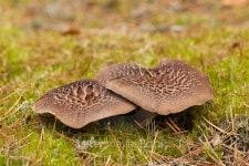 Sarcodon imbricatus mushrooms 이미지 (519721001) - 게티이미지뱅크 Sarcodon imbricatus mushrooms