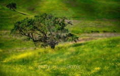 Oak Tree on a Hill With Yellow wildflowers 이미지 (496034125) - 게티이미지뱅크 Oak Tree on a Hill With Yellow wildflowers