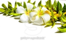 Flower Arrangement. 이미지 (506208775) - 게티이미지뱅크 Flower Arrangement.