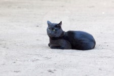 Cat. 이미지 (467005955) - 게티이미지뱅크 Cat.