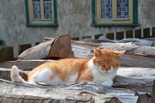 Cat on the Farm 이미지 (525342967) - 게티이미지뱅크 Cat on the Farm