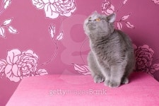british blue shorthair kitten looking up on a pink background 이미지 (480562329) - 게티이미지뱅크 british blue shorthair... 