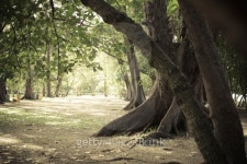 tree 이미지 (497893211) - 게티이미지뱅크 tree