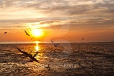 seagull with sunset in the background 이미지 (466170309) - 게티이미지뱅크 seagull with sunset in the background