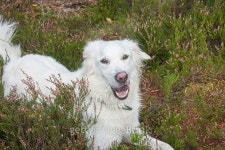 Dog in the forrest 이미지 (516632557) - 게티이미지뱅크 Dog in the forrest