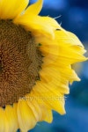 Girasole 이미지 (510285509) - 게티이미지뱅크 Girasole