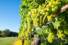 Chardonnay Grapes in a Vineyard 이미지 (516527821) - 게티이미지뱅크 Chardonnay Grapes in a Vineyard