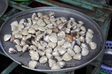 Clams 이미지 (521136609) - 게티이미지뱅크 Clams