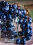 sweet twig of blue grapes in a glass, closeup 이미지 (519650143) - 게티이미지뱅크 sweet twig of blue grapes in a glass, closeup