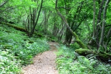 Wooden passway in the forest. Sigulda. 이미지 (499674903) - 게티이미지뱅크 Wooden passway in the forest. Sigulda.