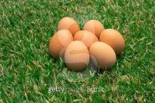 Eggs on the grass 이미지 (511024847) - 게티이미지뱅크 Eggs on the grass