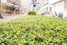 Ornamental sidewalk 이미지 (511064275) - 게티이미지뱅크 Ornamental sidewalk