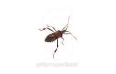 Leptoglossus occidentalis 이미지 (513633335) - 게티이미지뱅크 Leptoglossus occidentalis