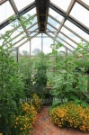 Traditional Vegetable and Fruit Garden in a typical Devon village 이미지 (504683905) - 게티이미지뱅크 Traditional Vegetable... 