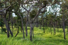 tree 이미지 (510438451) - 게티이미지뱅크 tree
