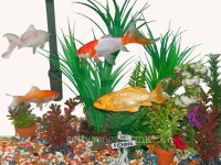 Goldfish Tank 이미지 (523874559) - 게티이미지뱅크 Goldfish Tank