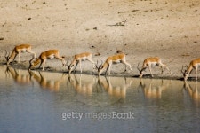 Impala drinking from waterhole 이미지 (508424423) - 게티이미지뱅크 Impala drinking from waterhole