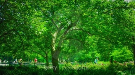Trees 이미지 (508215029) - 게티이미지뱅크 Trees