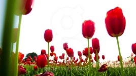 tulip 이미지 (492025077) - 게티이미지뱅크 tulip