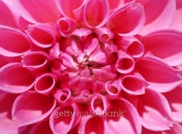 Flower garden at  Doi Inthanon mountain in Chiang Mai, Thailand. 이미지 (493836071) - 게티이미지뱅크 Flower garden at  Doi... 