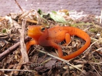 Eastern Red Spotted Newt 이미지 (515780449) - 게티이미지뱅크 Eastern Red Spotted Newt
