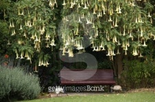 Angels Trumpet flowers 이미지 (494296807) - 게티이미지뱅크 Angels Trumpet flowers