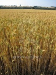field of  wheat 이미지 (495608483) - 게티이미지뱅크 field of  wheat