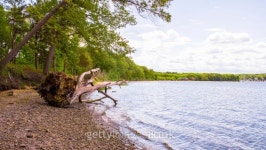 Fallen Down Tree on a Beach 이미지 (495147203) - 게티이미지뱅크 Fallen Down Tree on a Beach