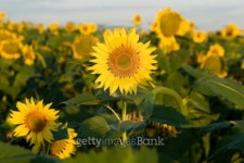 beautiful sunflowers 이미지 (511477641) - 게티이미지뱅크 beautiful sunflowers
