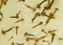 Mosquito larvae 이미지 (510857131) - 게티이미지뱅크 Mosquito larvae