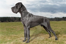 Great dane - Deutsche Dogge 3 이미지 (512103213) - 게티이미지뱅크 Great dane - Deutsche Dogge 3