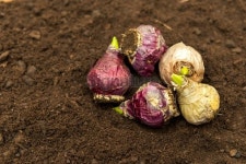 Bulbs in the soil 이미지 (483423949) - 게티이미지뱅크 Bulbs in the soil