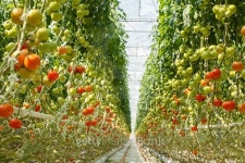 tomatoes 이미지 (514687249) - 게티이미지뱅크 tomatoes