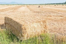 field of hay bales 이미지 (516781393) - 게티이미지뱅크 field of hay bales