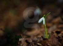Wild snowdrop flowers in the mountains 이미지 (476794181) - 게티이미지뱅크 Wild snowdrop flowers in the mountains
