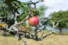 Branch of an old apple tree with red apple 이미지 (510375369) - 게티이미지뱅크 Branch of an old apple tree with red apple