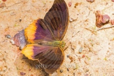 Royal Assyrian butterfly 이미지 (463626381) - 게티이미지뱅크 Royal Assyrian butterfly