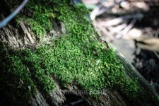 Moss on Wood 이미지 (509363129) - 게티이미지뱅크 Moss on Wood