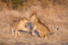 Playfighting Lions 이미지 (516464639) - 게티이미지뱅크 Playfighting Lions