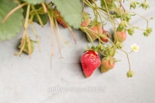 Strawberry on bush waiting to be picked 이미지 (478540267) - 게티이미지뱅크 Strawberry on bush waiting to be picked