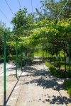 Courtyard with young vines 이미지 (479693655) - 게티이미지뱅크 Courtyard with young vines