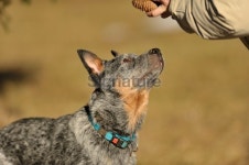 Australian cattle dog wants a pine cone 이미지 (490695809) - 게티이미지뱅크 Australian cattle dog wants a pine cone