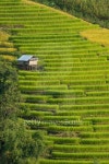 Rice terrace with small shelter 이미지 (524397811) - 게티이미지뱅크 Rice terrace with small shelter